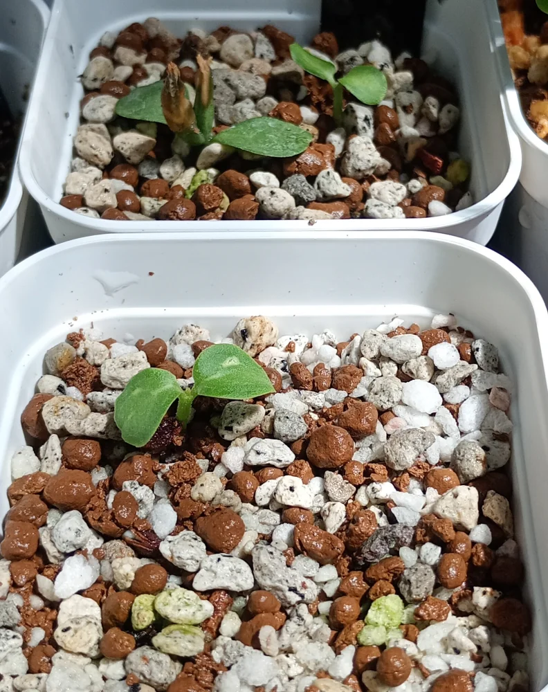 Seyrigia humbertii (セイリギア フンベルティ)